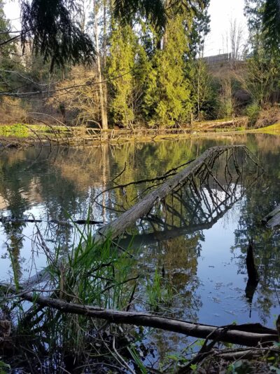 Foege Park - Portland, OR