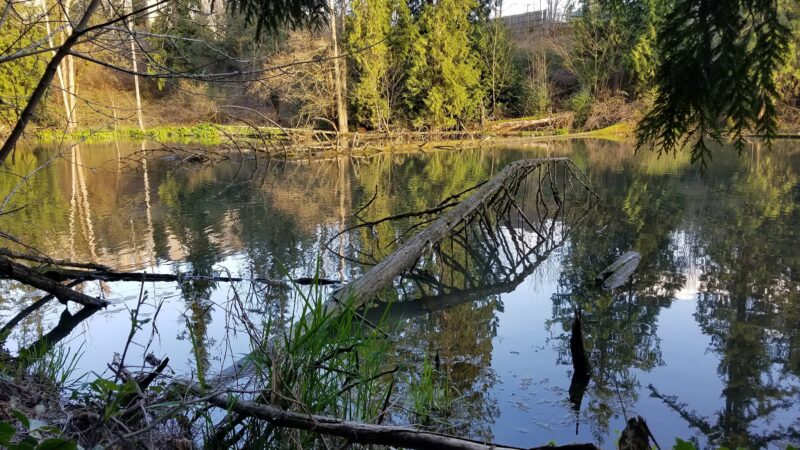 Foege Park - Portland, OR
