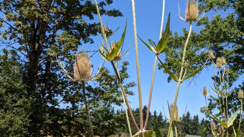 Gates Park - Portland, OR
