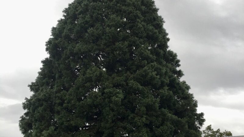 Harrison Park - Portland, OR