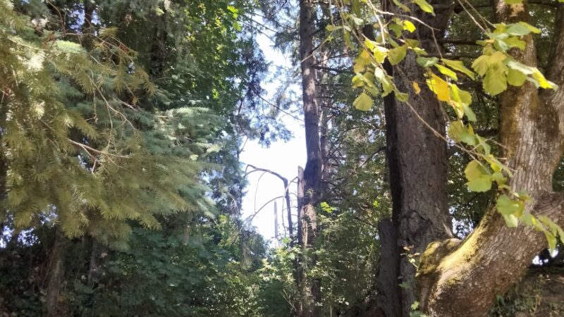 Hillsdale City Park - Portland, OR