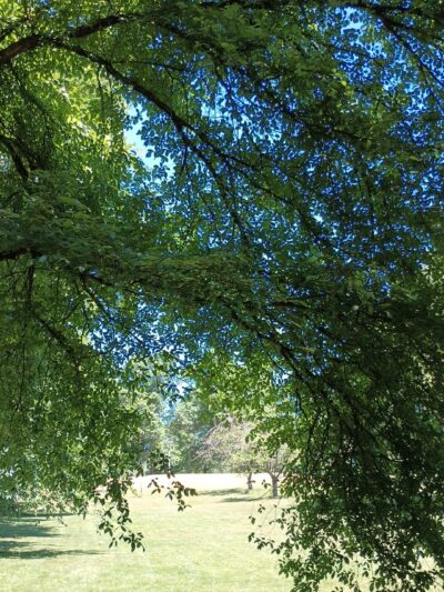 Lents Park Off-Leash Dog Area - Portland, OR