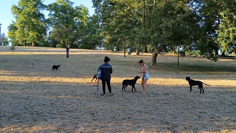 Lents Park Off-Leash Dog Area - Portland, OR