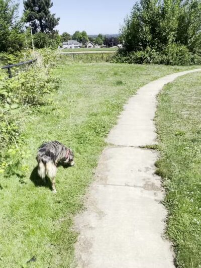 Luuwit View Dog Park - Portland, OR