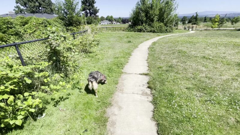 Luuwit View Dog Park - Portland, OR