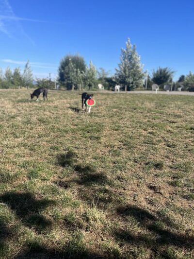 Luuwit View Dog Park - Portland, OR
