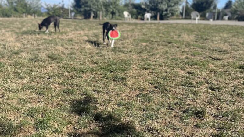 Luuwit View Dog Park - Portland, OR