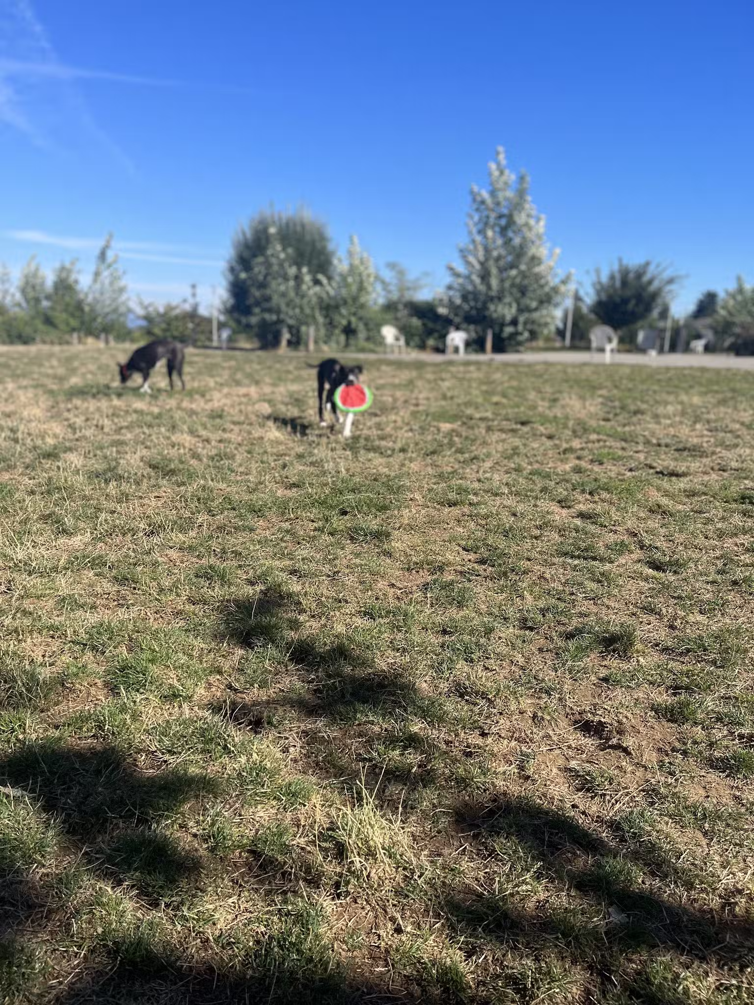 Luuwit View Dog Park - Portland, OR