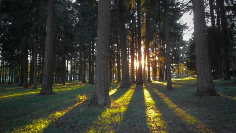 Lynchwood Park - Portland, OR