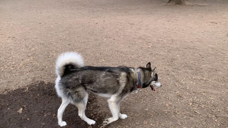 Normandale Dog Park - Portland, OR