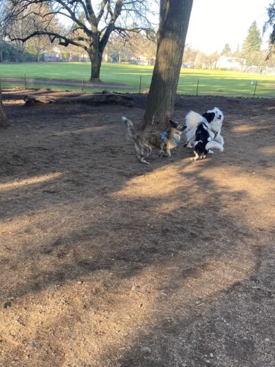 Normandale Dog Park - Portland, OR