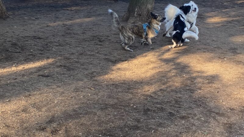 Normandale Dog Park - Portland, OR
