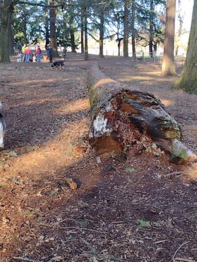 Normandale Dog Park - Portland, OR