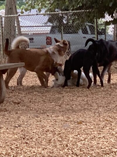 Normandale Dog Park - Portland, OR