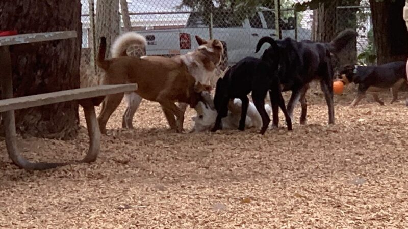 Normandale Dog Park - Portland, OR