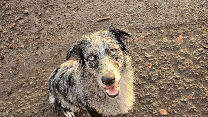Off-Leash Dog Area - Portland, OR