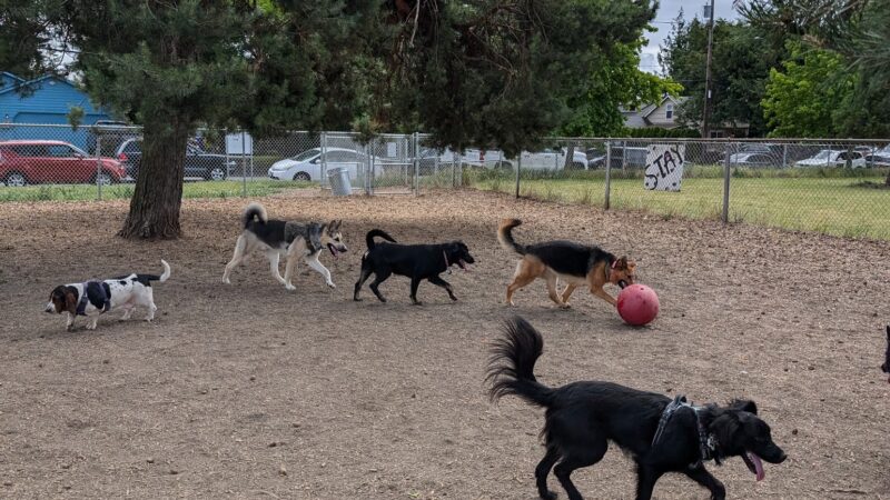 Off-Leash Dog Area - Portland, OR