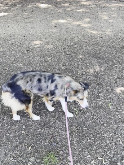 Off-Leash Dog Area - Portland, OR