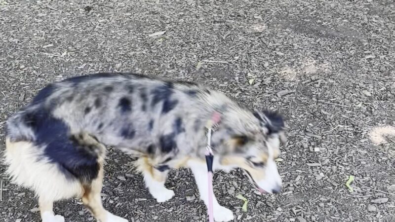 Off-Leash Dog Area - Portland, OR