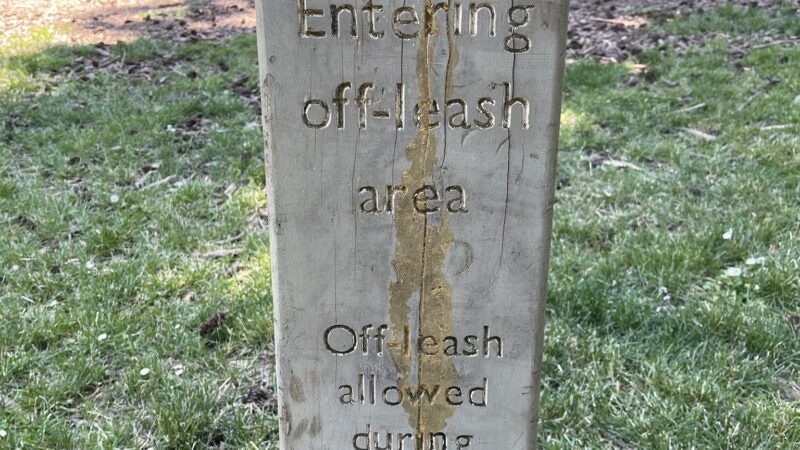 Off-Leash Dog Area - Portland, OR