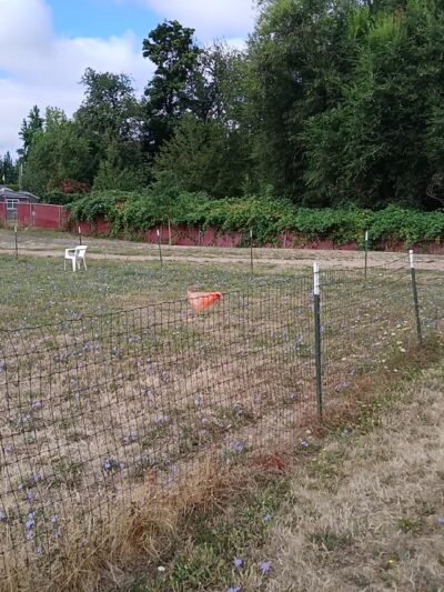 Sacajawea Fenced Off-Leash Dog Park - Portland, OR