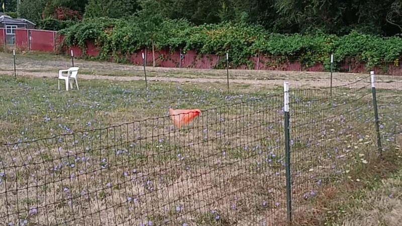 Sacajawea Fenced Off-Leash Dog Park - Portland, OR