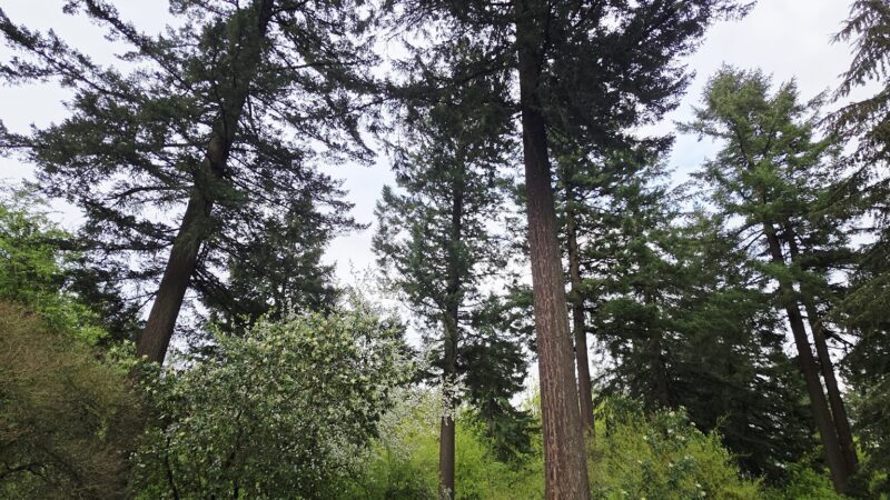 Volcano Vista - Portland, OR