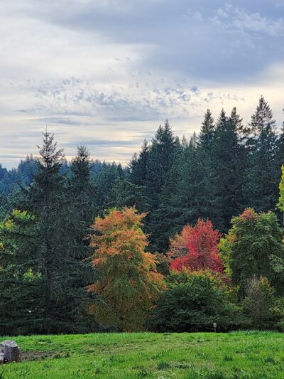 Volcano Vista - Portland, OR