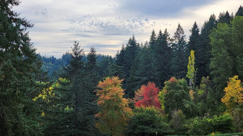 Volcano Vista - Portland, OR
