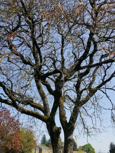 West Powellhurst Park - Portland, OR