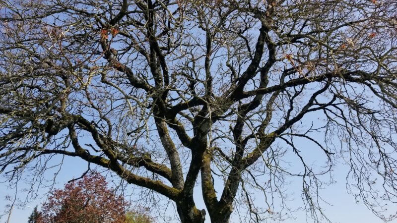 West Powellhurst Park - Portland, OR