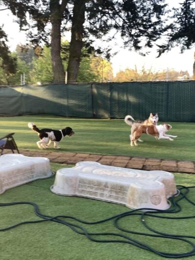 Woof-Tastic Playhouse - Portland, OR