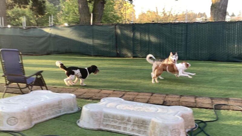 Woof-Tastic Playhouse - Portland, OR