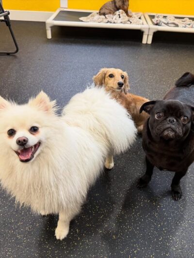 Woof-Tastic Playhouse - Portland, OR