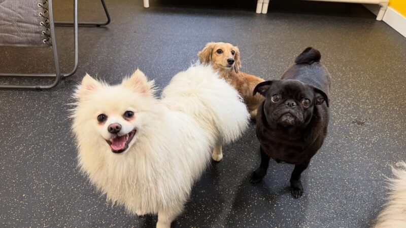 Woof-Tastic Playhouse - Portland, OR