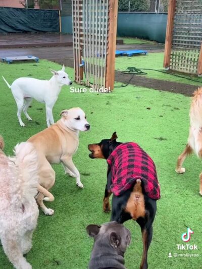 Woof-Tastic Playhouse - Portland, OR