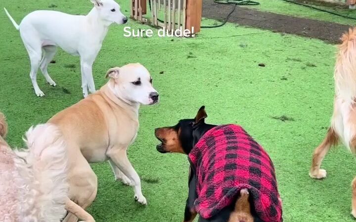 Woof-Tastic Playhouse - Portland, OR