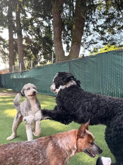 Woof-Tastic Playhouse - Portland, OR