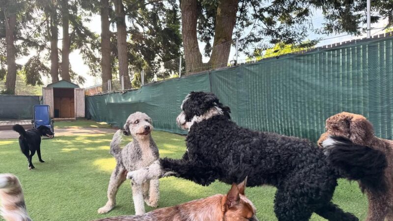 Woof-Tastic Playhouse - Portland, OR