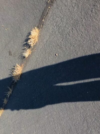 Potrero County Park - Potrero, CA