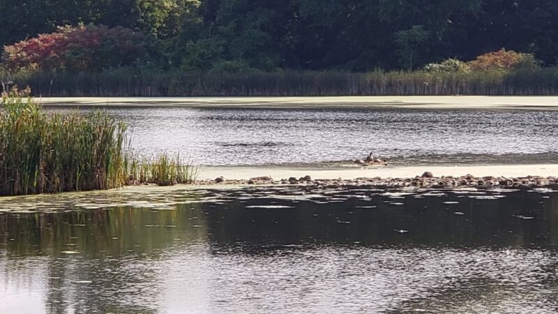 Morgan Lake Park - Poughkeepsie, NY