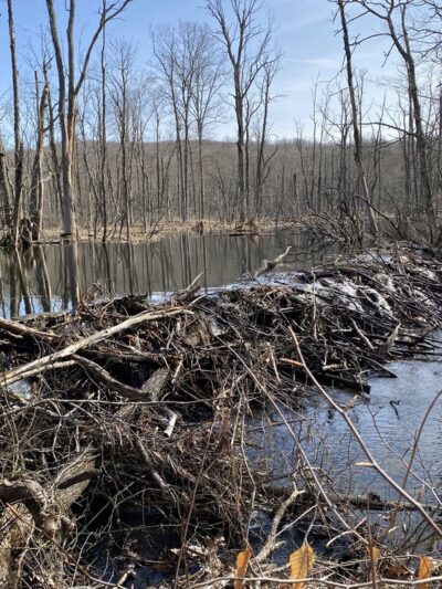 Ward Pound Ridge Reservation - Pound Ridge, NY