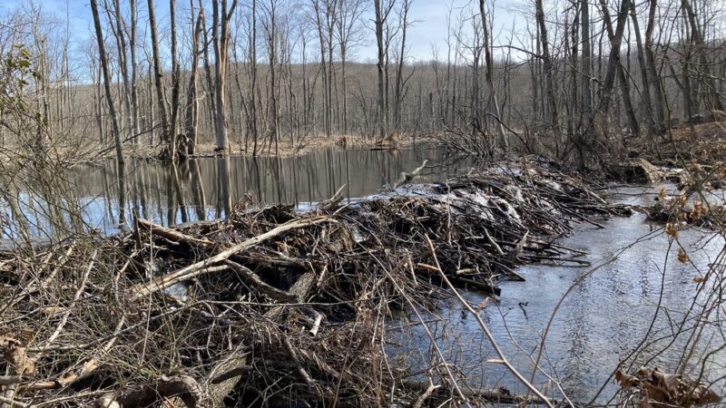 Ward Pound Ridge Reservation - Pound Ridge, NY