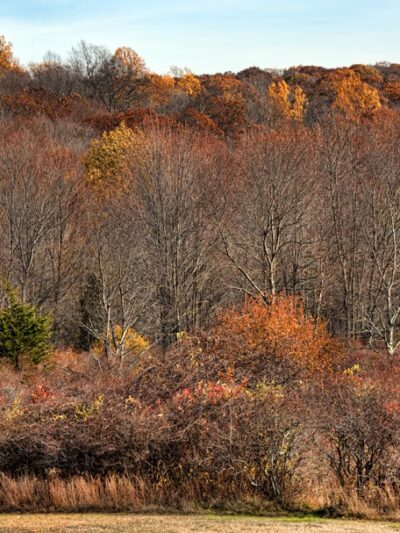Ward Pound Ridge Reservation - Pound Ridge, NY