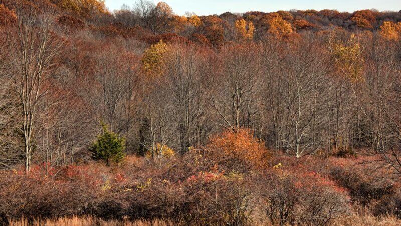 Ward Pound Ridge Reservation - Pound Ridge, NY