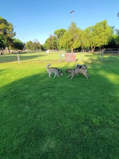 Poway Dog Park - Poway, CA
