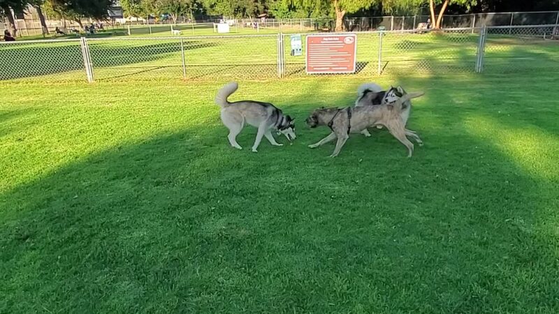Poway Dog Park - Poway, CA
