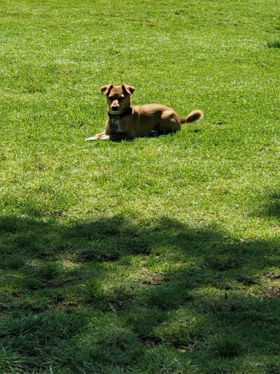 Poway Dog Park - Poway, CA