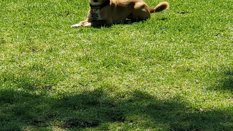 Poway Dog Park - Poway, CA