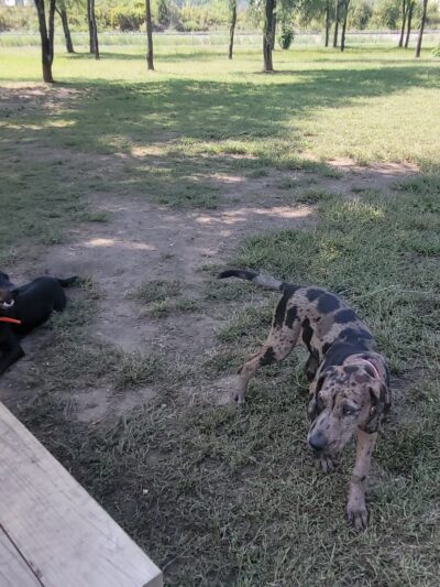 Dog Park - Prairie du Chien, WI